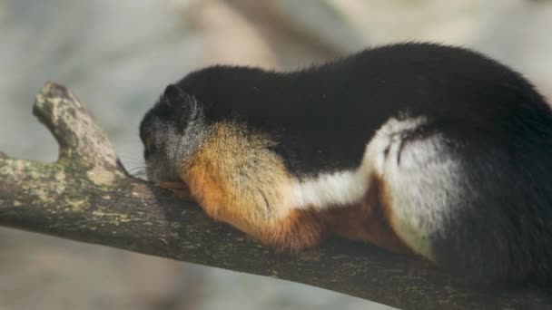 Durmiendo Prevosts ardilla también conocida como o asiática ardilla tricolor, Callosciurus prevostii . — Vídeo de stock