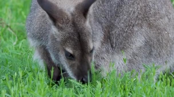 Bennett le kangourou mange de l'herbe. Dendrolagus bennettianus broutant dans la prairie. Mouvement lent . — Video