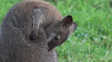 Bennett 'ler ağaç kangurusu kürkünü temizliyor. Dendrolagus bennettianus çayırda otluyor. Yavaş çekim.