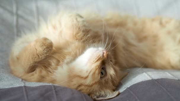 Kucing berambut merah imut yang tertidur pada kain biru muda. Menutup rekaman hewan peliharaan berbulu . — Stok Video
