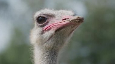 Göz kırpan sıradan devekuşunun yakın portresi, Struth io Camelus. Büyük uçan kuş..