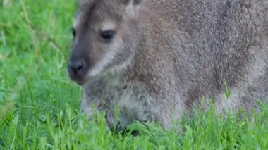 Bennetts ağaç-kanguru ot yer. Dendrolagus bennettianus çayırda otluyor. Yavaş çekim.