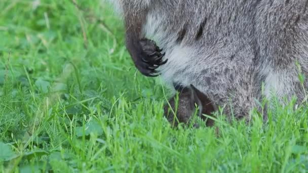 Bennetts tree-kangaroo eats grass. Female Dendrolagus bennettianus with cub are grazing in the meadow. Slow motion. — Stock Video