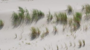 Curonian Spit 'teki çöl bitkileri. Kum tepelerindeki çimenler. Kalininingrad bölgesi, Rusya.
