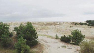 Curonian Spit 'in hava manzarası. Kumlu kumullarda farklı bitkiler. Kaliningrad Oblastı, Rusya.