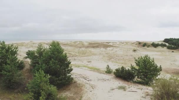 공중에서 바라본 파노라마는 코 로니 안 침을 뱉고 있다. 다른 식물들 이 모래 언덕에 있습니다. 칼리닌 그라드 주의 주의, 러시아. — 비디오