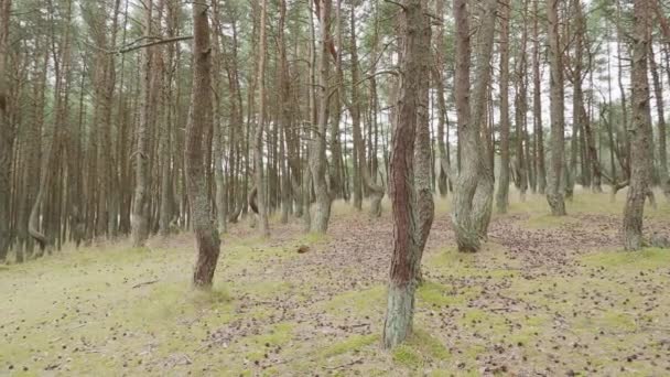 Forêt dansante sur Curonian Spit. Forêt de pins aux arbres exceptionnellement tordus. Oblast de Kaliningrad, Russie .