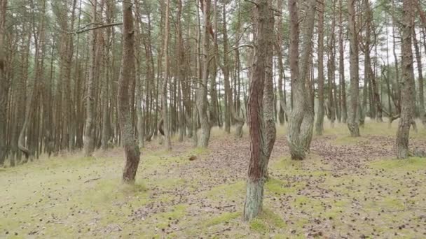 Foresta danzante sullo sputo curoniano. Pineta con alberi insolitamente contorti. Oblast 'di Kaliningrad, Russia . — Video Stock