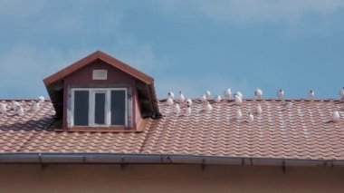 Martılar kırmızı kiremitli çatıda oturuyorlar. Deniz kıyısında güneşli bir gün.