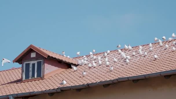 As gaivotas estão sentadas no telhado de azulejos vermelhos. Dia ensolarado na cidade litorânea . — Vídeo de Stock