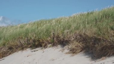 Curonian Spit 'teki çöl bitkileri. Kum tepelerindeki çimenler. Kalininingrad bölgesi, Rusya.