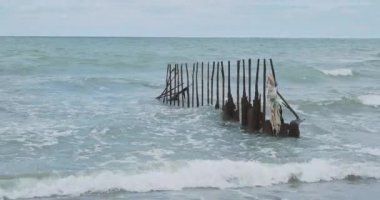 Karaçam ağacı dalları. Kumsaldaki kumu korumak için sahili güçlendiriyorum. Zelenogradsk, Rusya.