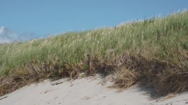 Desert plants on Curonian Spit. Grass in sandy dunes. Kaliningrad region, Russia. — Stock Video