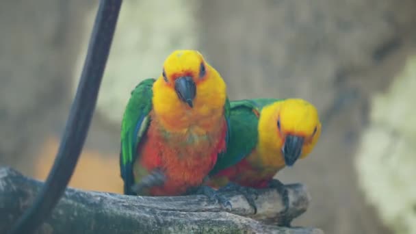 Een paar jandaya parkiet of jenday conure. Aratinga jandaya is een kleine neotropische papegaai. — Stockvideo