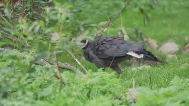 Brown eared pheasant ,Crossoptilon mantchuricum is sesrching food. — Stock Video