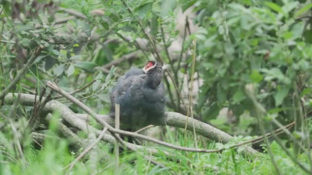 Faisán de oreja marrón, Crossoptilon mantchuricum está limpiando sus plumas . — Vídeo de stock