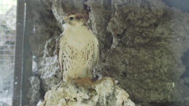 Saker Falcon veya Falco cherrug. Büyük kuş kameraya bakıyor..