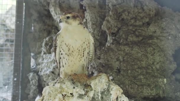 Saker falcon or Falco cherrug. Big bird is staring in camera. — Stock Video