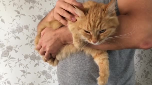 Cute ginger cat dozing on mans hands. Close up slow motion footage of fluffy pet. Man stroking his domestic animal. — Stock Video