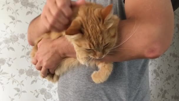 Roztomilá zrzavá kočka podřimující na mužských rukou. Uzavřete zpomalené záběry načechraného mazlíčka. Muž hladí své domácí zvíře. — Stock video