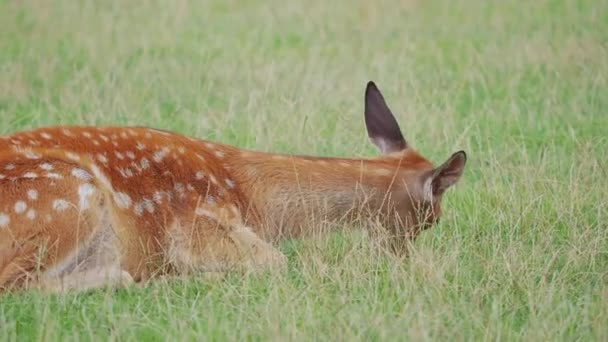 Sika geyiği, Cervus Nippon çimenlerde yatıyor ve bir şeyler çiğniyor. Benekli geyik ya da Japon geyiği, geveze memeli., — Stok video