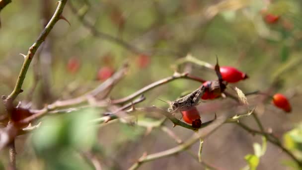 赤いベリーのバッタ。デメルジ山脈,クリミア. — ストック動画