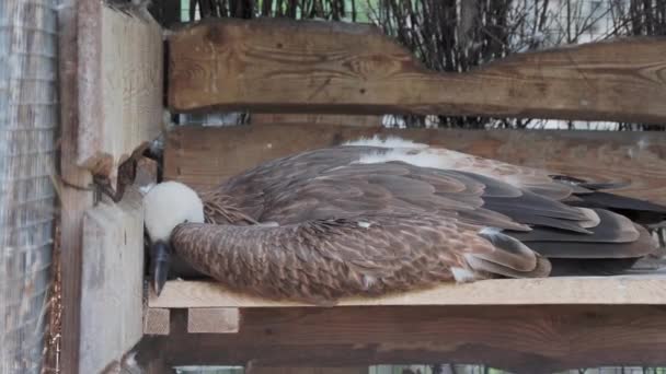 Sleeping in enclosure Gyp fulvus or Griffon vulture. — Stock Video