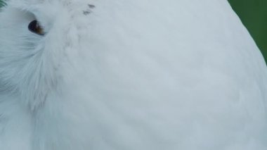 Karlı baykuş, Bubo scandiacus portresi kadar kapatın. Güzel beyaz gece kuşu.