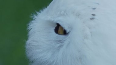 Karlı baykuş, Bubo scandiacus portresi kadar kapatın. Güzel beyaz gece kuşu.