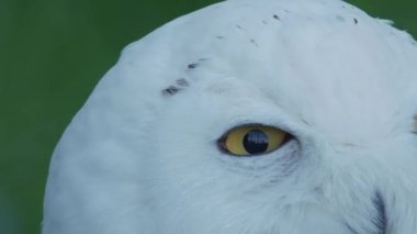 Karlı baykuş, Bubo scandiacus portresi kadar kapatın. Güzel beyaz gece kuşu.