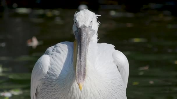 Крупный план портрета далматинского пеликана, Pelecanus crispus, смотрящего в камеру. Большая пресноводная птица. Медленное движение . — стоковое видео