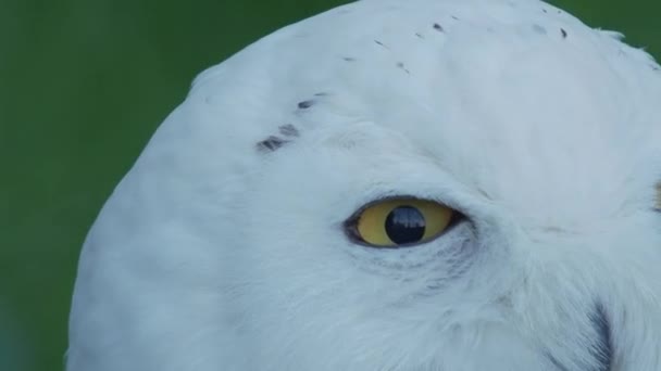 Uzavřete portrét Sněžná sova, Bubo scandiacus. Krásný bílý noční pták.