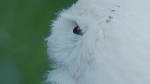 Fecha o retrato de uma coruja nevada, Bubo Scandiacus. Bela noite branca pássaro . — Vídeo de Stock