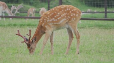 Sika geyiği, Cervus nippon benekli geyik ya da Japon geyiği olarak da bilinir. Ruminant memeli tarlada otluyor..