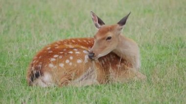 Sika geyiği, Cervus Nippon çimenlerde yatıyor ve bir şeyler çiğniyor. Benekli geyik ya da Japon geyiği, geveze memeli.,