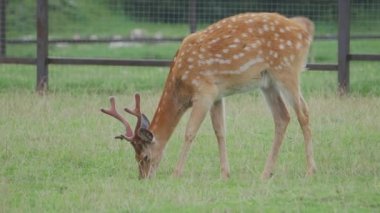 Sika geyiği, Cervus nippon benekli geyik ya da Japon geyiği olarak da bilinir. Ruminant memeli tarlada otluyor..