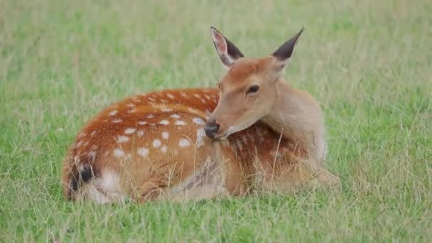 Sika jelena, Cervus nippon leží v trávě a něco žvýká. Skvrnitý jelen nebo japonský jelen, savec přežvýkavec, — Stock video