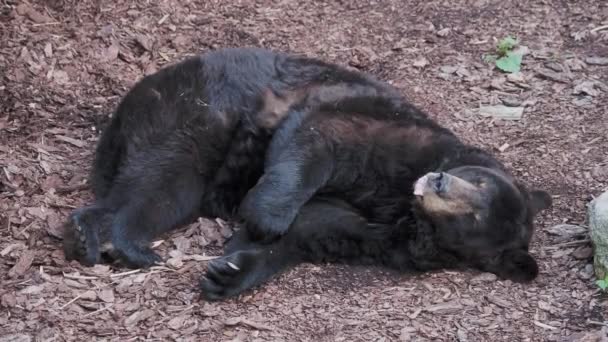 Północnoamerykański czarny niedźwiedź śpi. Ursus americanus rozciąga się i ziewa. — Wideo stockowe