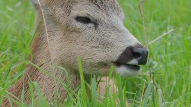 落ちた鹿は草の中に横たわって何かを噛んでいる。哺乳類の発光するダマダマ, — ストック動画