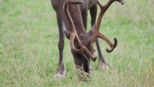 放牧驯鹿，Rangifer tarandus，也被称为驯鹿. — 图库视频影像