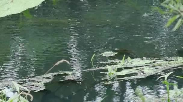 Streaming water in pond. Summer natural background. — Stockvideo