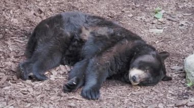 Kuzey Amerika kara ayısı uyuyor. Ursus americanus.