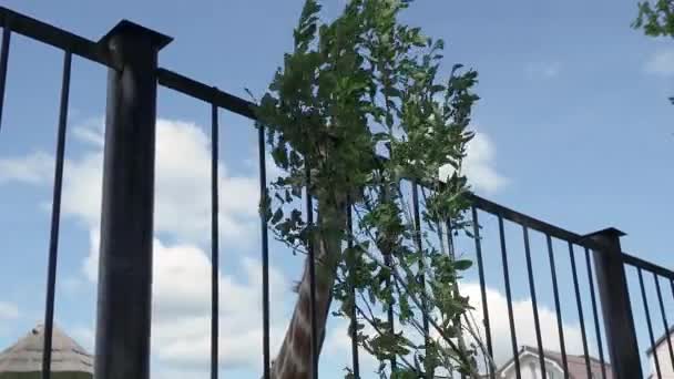 KALININGRAD, RUSIA - 11 de julio de 2019. Alimentar a la jirafa en el zoológico de Kaliningrado. Giraffa camelopardalis reticulata . — Vídeos de Stock