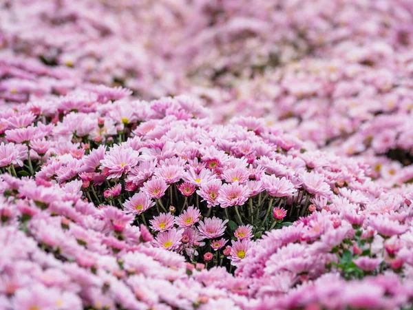 Grandes canteiros de flores ao ar livre com crisântemos rosa . — Fotografia de Stock