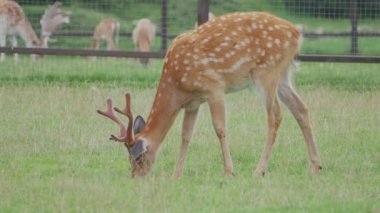 Sika geyiği, Cervus nippon benekli geyik ya da Japon geyiği olarak da bilinir. Ruminant memeli tarlada otluyor..