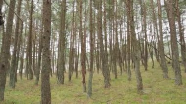 Curonian Spit 'te Dans Eden Orman. Alışılmadık bükülmüş ağaçları olan çam ormanı. Kaliningrad Oblastı, Rusya.
