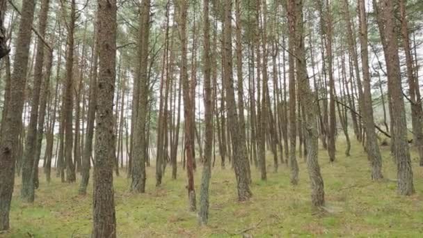 Foresta danzante sullo sputo curoniano. Pineta con alberi insolitamente contorti. Oblast 'di Kaliningrad, Russia . — Video Stock