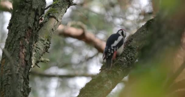 Velký skvrnitý datel, Dendrocopos major, klepe na kůru stromu a vytahuje jedlý hmyz. Pták v podzimním lese. — Stock video