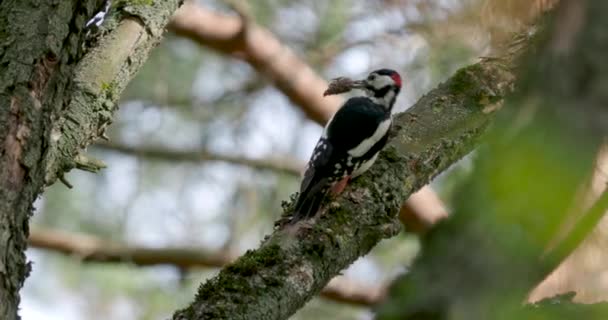 Gran pájaro carpintero manchado, Dendrocopos major, golpea la corteza de un árbol, extrayendo insectos edables. Aves en bosque otoñal . — Vídeo de stock