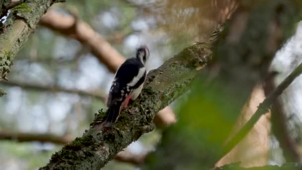 Nagy foltos harkály, Dendrocopos major, kopogtat egy fa kérgén, ehető rovarokat távolít el. Madár az őszi erdőben. — Stock videók